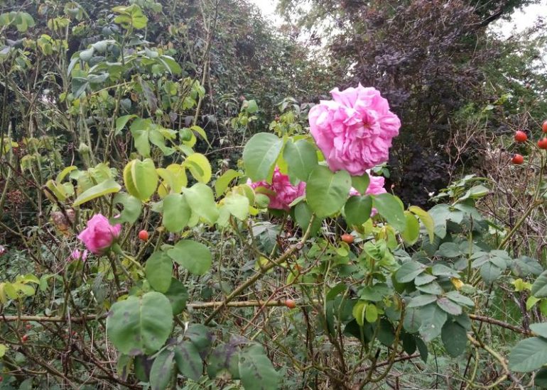© rose ancienne - valérie Métras