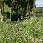 © Sentier piétonnier Chazelles-sur-Lyon / Saint-Symphorien-sur-Coise par Hurongues_Chazelles-sur-Lyon - OT FOREZ-EST