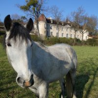 Découverte de l’équithérapie - Les animaux acteurs du bien-être humain