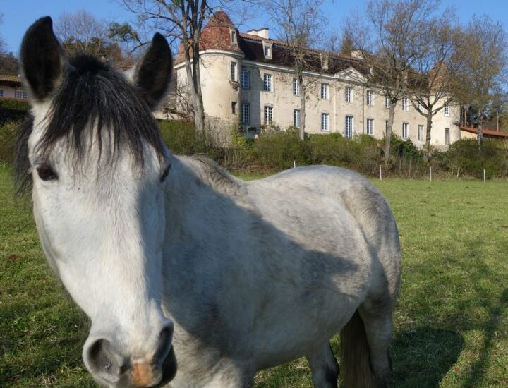 © Découverte de l’équithérapie - Les animaux acteurs du bien-être humain_Marcoux - Château de Goutelas
