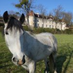 © Découverte de l’équithérapie - Les animaux acteurs du bien-être humain_Marcoux - Château de Goutelas