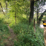 © Sentier L'Île_Feurs - OT FOREZ-EST