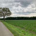 © Sentier du site Médiéval de Donzy_Feurs - OT FOREZ-EST