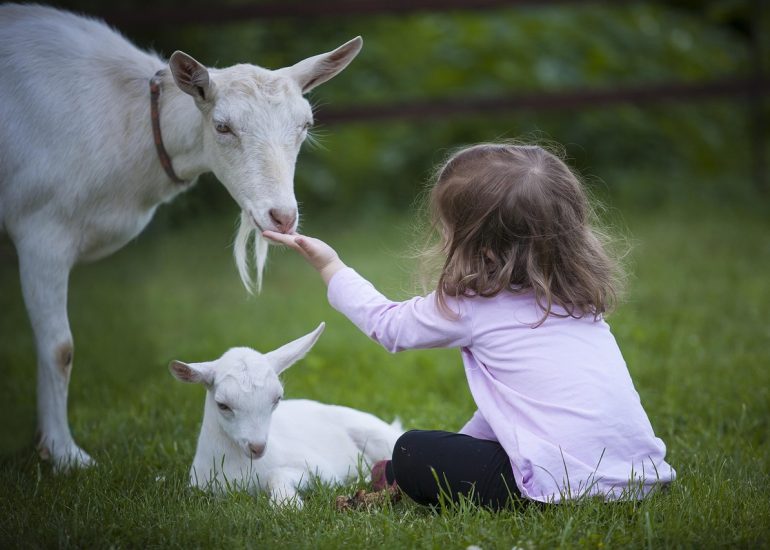 © Immersion à la ferme_La Côte-en-Couzan - Pixabay