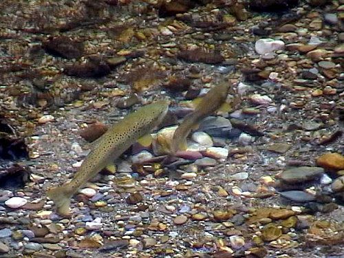 Session d’observation des frayères à truites_Sail-sous-Couzan