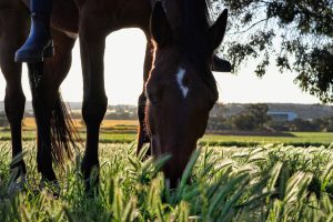 Balade à poneys et cheval - ferme équestre Les Paturâles