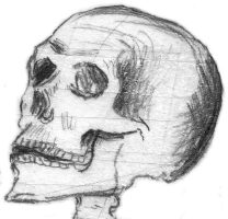 L'évolution de l'Homo-sapiens - Conférence UPT