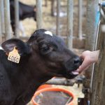 La ferme en 10 doigts_Saint-Cyr-les-Vignes
