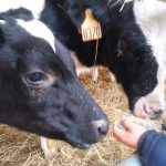 La ferme en histoires_Saint-Cyr-les-Vignes