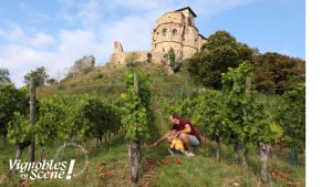 Journée d'animations - vignobles en scène