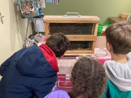 A la découverte du monde des abeilles et de leur nectar