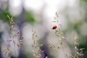 Pourquoi le bonheur est-il devenu partout dans le monde la valeur première d'existence ? - Conférence UPT