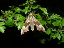 A la découverte des papillons de nuit - Animation nature