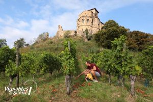 Journée d'animations - Vignobles en scène