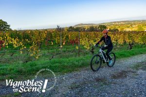 Autotour, balades commentées, visites ... - Vignobles en scène