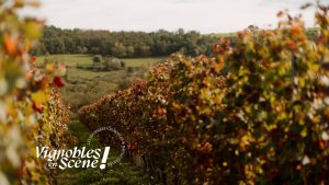 Autotour le long de la route des vins du Forez - Vignobles en scène
