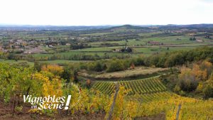 Balade commentée au cœur des vignes - Vignobles en scène