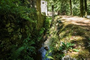 Balade - A la découverte des plantes sauvages de la vallée des Rouets