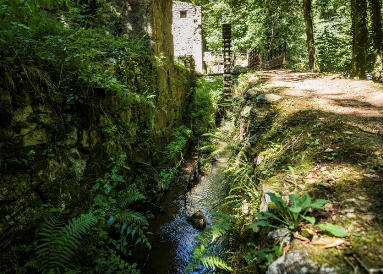 Balade - A la découverte des plantes sauvages de la vallée des Rouets