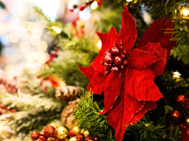 Atelier art floral enfant/ado - Le Lutin fleuri s'invite à Noël 