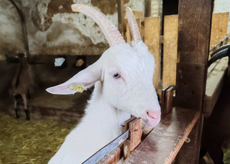 © Visite et dégustation aux Chèvres de Chazalon_Panissières - OT Forez-Est
