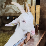 © Visite et dégustation aux Chèvres de Chazalon_Panissières - OT Forez-Est
