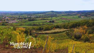 Balade commentée au cœur des vignes