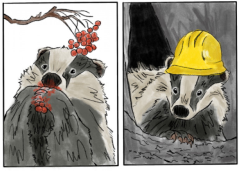 © Animation Nature - Vis ta meilleure vie de Blaireau_Chambéon - FNE Loire