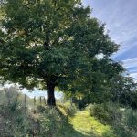 © Sentier La Truche_Violay - OT FOREZ-EST