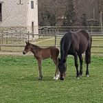 © Ondine et Igor - Sans droit