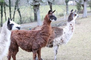 Atelier soigneur à la ferme des lamas
