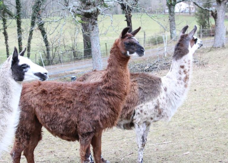 © Atelier soigneur à la ferme des lamas_Chazelles-sur-Lyon - B. Barral