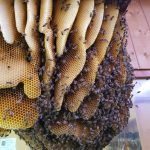 © Tu tires ou tu pointes ?_Estivareilles - La Grange aux Abeilles