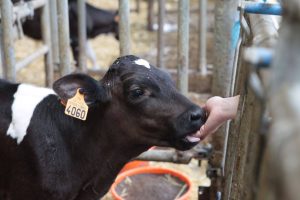 Animation - "Challenge fermier"