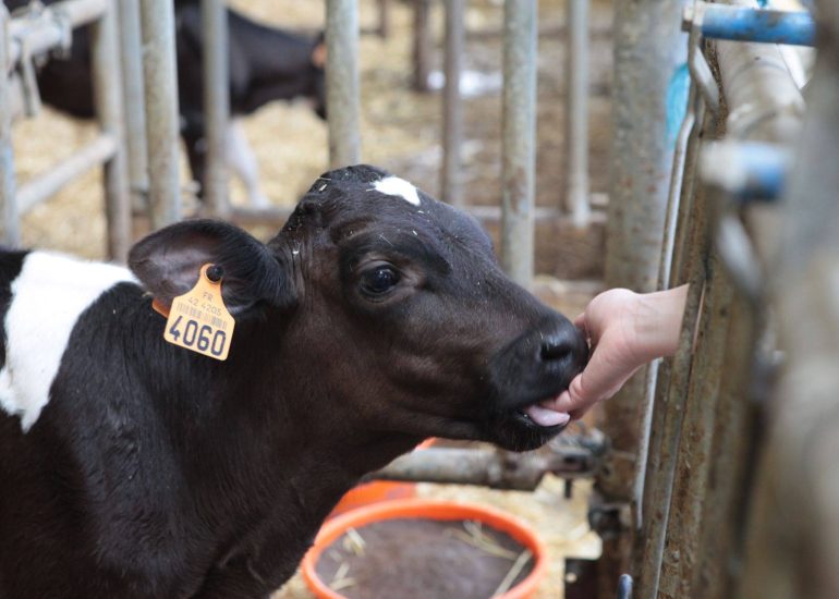 Visite animée "Challenge fermier"_Saint-Cyr-les-Vignes