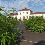 © Verveine du Forez - Verveine du Forez