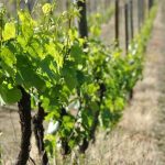 © Fleur de vigne - Evelyne Deveaux