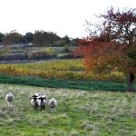 © Cave Stéphanie Guillot - Evelyne Deveaux