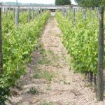 © Fleur de Vigne - Sainte Agathe la Bouteresse - Office de Tourisme du Pays d'Astrée