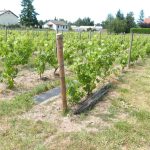 © Fleur de Vigne - Sainte Agathe la Bouteresse - Office de Tourisme du Pays d'Astrée