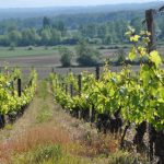 © vigne au printemps - Evelyne Deveaux