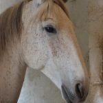 © Regionales Reitzentrum du Forez - CERF - France