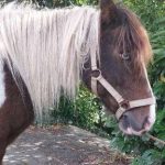 © Regionales Reitzentrum du Forez - CERF - France