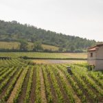 © Winzer Gilles Bonnefoy- Domaine de La Madone - SCEA les vins de la Madone - Studio d'URFE