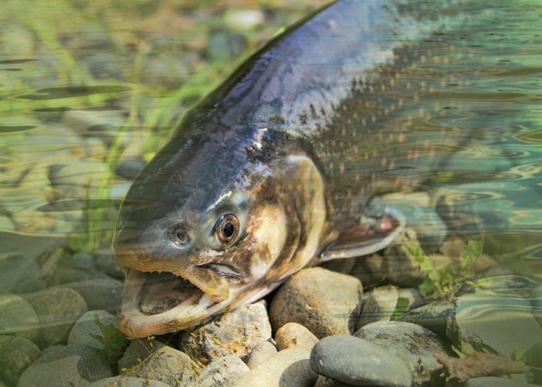 © GARNIER - pixabay