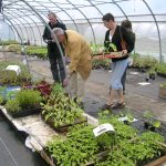 © Oasis garden - Oasis, jardin de Cocagne