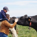 © Ferme des Délices foréziens, vaches au pré - Anne-Sophie_CHARBONNIER___OT_Forez-Est