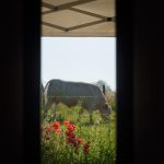 © Gîte l'Etab' - Grognier K.