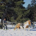 © Ski joëring - Agathe Courtois