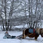 © Poney Luge - Agathe Courtois 